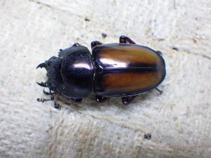 画像4: ウムハンギノコギリクワガタ☆♂58ミリ♀33ミリ新成虫ペア