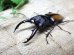 画像2: ウムハンギノコギリクワガタ☆♂58ミリ♀33ミリ新成虫ペア (2)