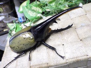 画像1: Dh.ヘラクレスオオカブト☆♂130ミリ新成虫単品