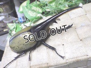 画像1: Dh.ヘラクレスオオカブト☆♂130ミリ新成虫単品