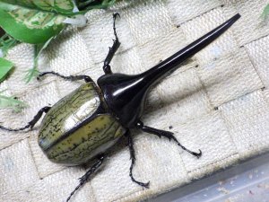 画像3: Dh.ヘラクレスオオカブト☆♂116ミリ新成虫単品　(20)　