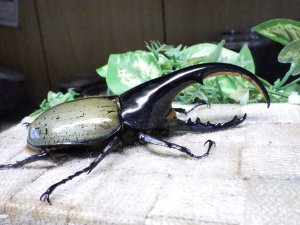 画像2: Dh.ヘラクレスオオカブト☆♂115ミリ B品 新成虫単品　