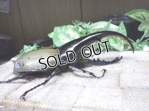 画像2: Dh.ヘラクレスオオカブト☆♂115ミリ B品 新成虫単品　