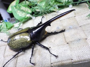 画像1: Dh.ヘラクレスオオカブト☆♂116ミリ新成虫単品　(20)　