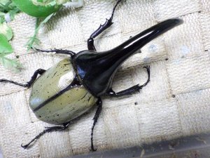 画像3: Dh.ヘラクレスオオカブト☆♂115ミリ B品 新成虫単品　
