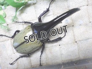 画像3: Dh.ヘラクレスオオカブト☆♂115ミリ B品 新成虫単品　