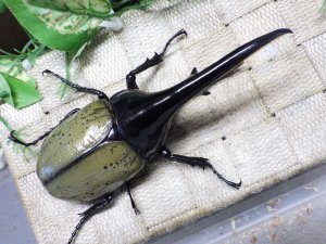 画像3: Dh.ヘラクレスオオカブト☆♂130ミリ新成虫単品