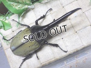 画像3: Dh.ヘラクレスオオカブト☆♂130ミリ新成虫単品