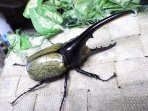 画像1: Dh.ヘラクレスオオカブト☆♂114ミリ新成虫単品　(21)　