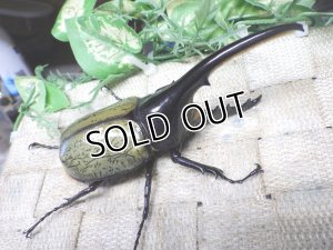 画像1: Dh.ヘラクレスオオカブト☆♂114ミリ新成虫単品　(21)　