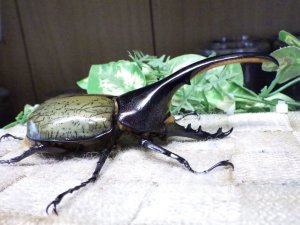 画像2: Dh.ヘラクレスオオカブト☆♂114ミリ新成虫単品　(21)　