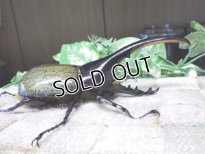 画像2: Dh.ヘラクレスオオカブト☆♂114ミリ新成虫単品　(21)　