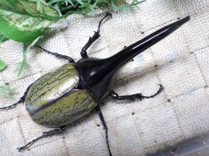 画像3: Dh.ヘラクレスオオカブト☆♂114ミリ新成虫単品　(21)　