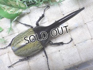 画像3: Dh.ヘラクレスオオカブト☆♂114ミリ新成虫単品　(21)　