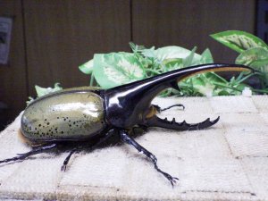 画像2: Dh.ヘラクレスオオカブト☆♂130ミリ新成虫単品