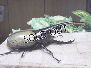 画像2: Dh.ヘラクレスオオカブト☆♂130ミリ新成虫単品