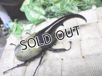 Dh.ヘラクレスオオカブト☆♂115ミリ B品 新成虫単品　