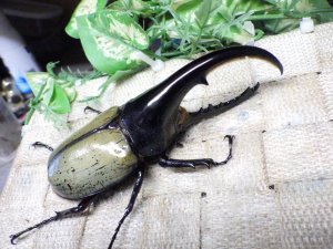 画像1: Dh.ヘラクレスオオカブト☆♂115ミリ B品 新成虫単品　