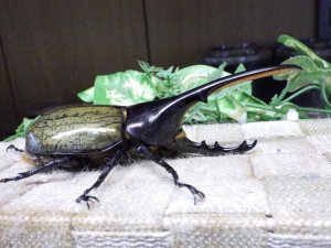 画像2: Dh.ヘラクレスオオカブト☆♂116ミリ新成虫単品　(20)　