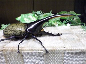 画像2: Dh.ヘラクレスオオカブト☆♂123ミリ新成虫単品　(22)　