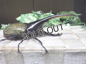画像2: Dh.ヘラクレスオオカブト☆♂123ミリ新成虫単品　(22)　