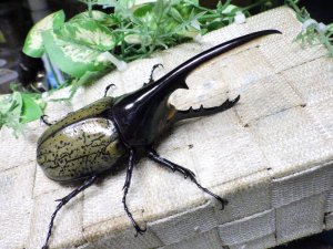 画像1: Dh.ヘラクレスオオカブト☆♂123ミリ新成虫単品　(22)　