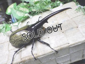 画像1: Dh.ヘラクレスオオカブト☆♂123ミリ新成虫単品　(22)　