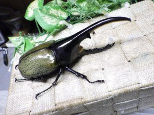 画像1: Dh.ヘラクレスオオカブト☆♂128ミリ新成虫単品