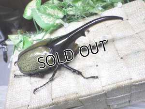 画像1: Dh.ヘラクレスオオカブト☆♂128ミリ新成虫単品
