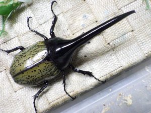 画像3: Dh.ヘラクレスオオカブト☆♂123ミリ新成虫単品　(22)　