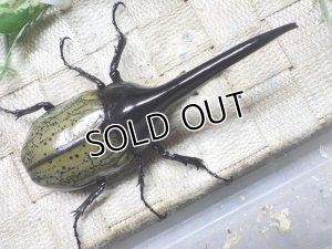 画像3: Dh.ヘラクレスオオカブト☆♂123ミリ新成虫単品　(22)　