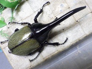 画像3: Dh.ヘラクレスオオカブト☆♂128ミリ新成虫単品