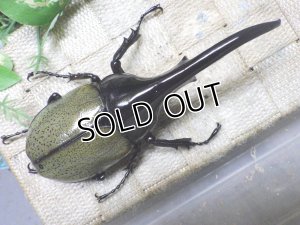 画像3: Dh.ヘラクレスオオカブト☆♂128ミリ新成虫単品