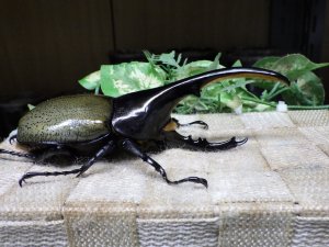 画像2: Dh.ヘラクレスオオカブト☆♂128ミリ新成虫単品