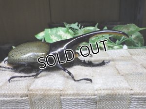 画像2: Dh.ヘラクレスオオカブト☆♂128ミリ新成虫単品