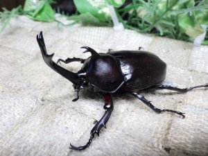 画像1: 国産カブトムシ☆♂Sサイズ♀フリーサイズ新成虫 お得な２ペア