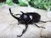 画像1: 国産カブトムシ☆♂Sサイズ♀フリーサイズ新成虫 お得な２ペア (1)