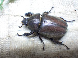 画像3: 国産カブトムシ☆♂Sサイズ♀フリーサイズ新成虫 お得な２ペア