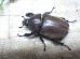 画像3: 国産カブトムシ☆♂Sサイズ♀フリーサイズ新成虫 お得な２ペア (3)