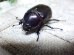 画像4: ヒルタスヘラヅノカブト☆♂53ミリ♀41ミリ新成虫別血統ペア