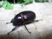 画像5: ヒルタスヘラヅノカブト☆♂53ミリ♀41ミリ新成虫別血統ペア
