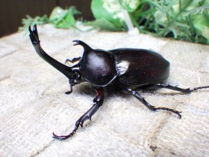 画像2: 国産カブトムシ☆♂Sサイズ♀フリーサイズ新成虫 お得な２ペア