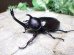 画像2: 国産カブトムシ☆♂Sサイズ♀フリーサイズ新成虫 お得な２ペア (2)