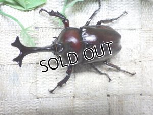 画像1: 国産カブトムシ☆♂Mサイズ♀フリーサイズ新成虫ペア