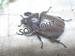 画像3: 国産カブトムシ☆♂Mサイズ♀フリーサイズ新成虫ペア