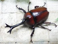 国産カブトムシ☆♂Lサイズ♀フリーサイズ新成虫ペア