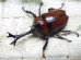 画像1: 国産カブトムシ☆♂Lサイズ♀フリーサイズ新成虫ペア (1)