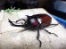 画像2: 国産カブトムシ☆♂Sサイズ♀フリーサイズ新成虫 お得な２ペア (2)