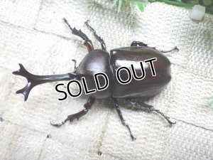 画像2: 国産カブトムシ☆♂Mサイズ♀フリーサイズ新成虫ペア