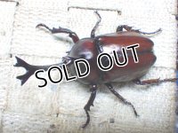 国産カブトムシ☆♂Sサイズ♀フリーサイズ新成虫 お得な２ペア
